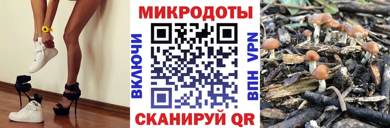Галлюциногенные грибы Psilocybe  Купить закладки  Мещовск 